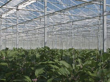 The Benefits of an Automated Greenhouse in Commercial Growing