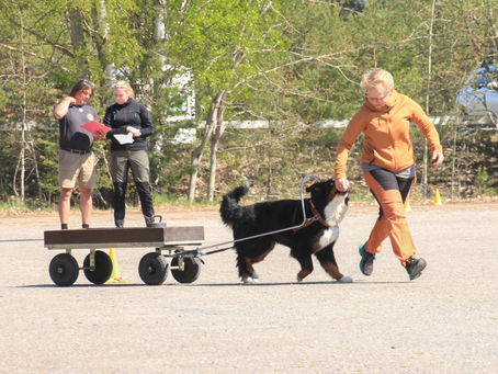 Älvkarleby 2023. Chili uppmärksammad på fantastiskt läger