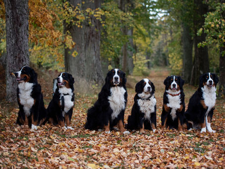 Vilken fantastisk hundhelg vi haft
