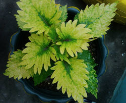 26907772_1827992307235032_848021259715899112_n