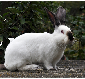 Californian Rabbit Frame picture.png