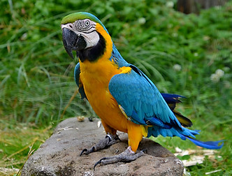 Blue and gold macaw frame.jpg
