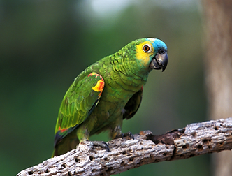 Blue-fronted Amazon frame.png