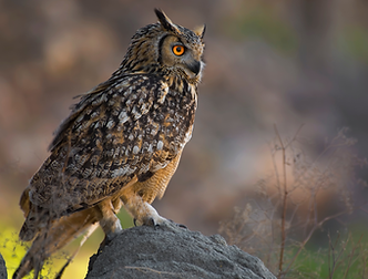 Eurasian Eagle Owl Frame.png