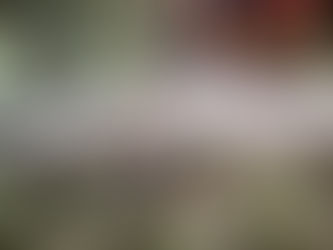 "Starting from the Roots: Saving our Global Habitat" How has Deforestation affected the Earth