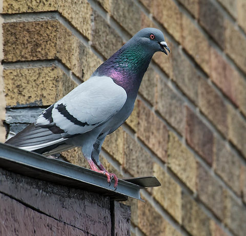 feral-pigeon-columba-livia-domestica-75404810.jpg