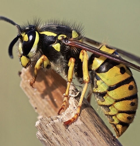 wasp-18367665.jpg