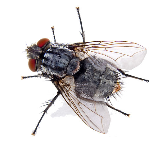 house-fly-10203720.jpg