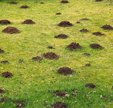 lawn-grass-destroyed-42511238.jpg
