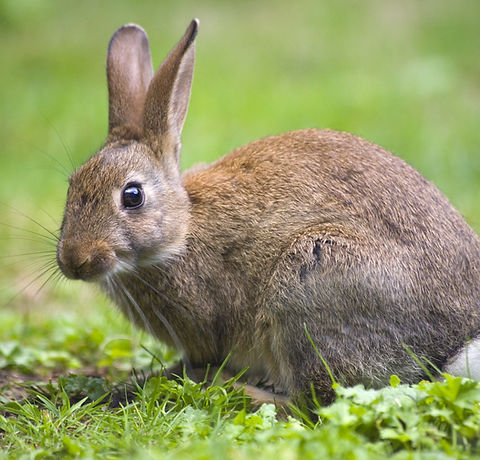 wild-rabbit-15702585.jpg
