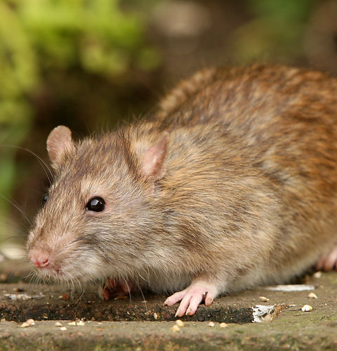 brown-rat-9230794.jpg