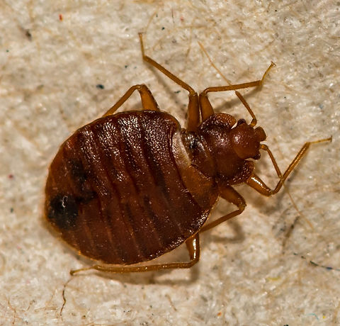 common-bed-bug-179742925_edited.jpg