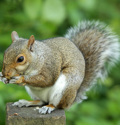 squirrel-eating-nut-31862134.jpg