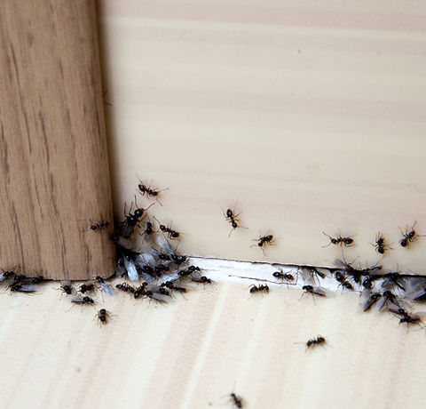 ants-in-the-house-143118205.jpg