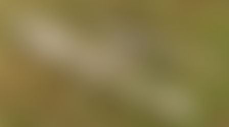 Warum .338 Lapua und .50 BMG oder andere grosse Kaliber seltener eingesetzt werden, als viele denken