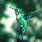 The Hummingbird