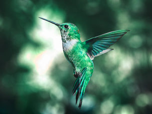 The Hummingbird