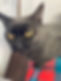 Licorice