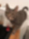 Pepper