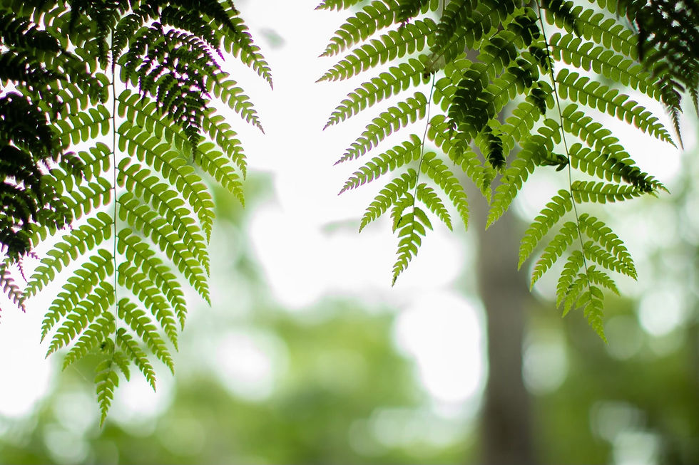wild ferns
