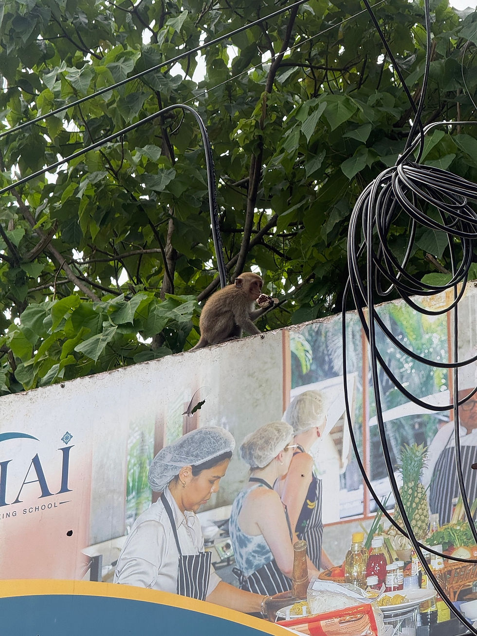 Monkey sitting on a billboard with cables hanging Railay Krabi, Thailand