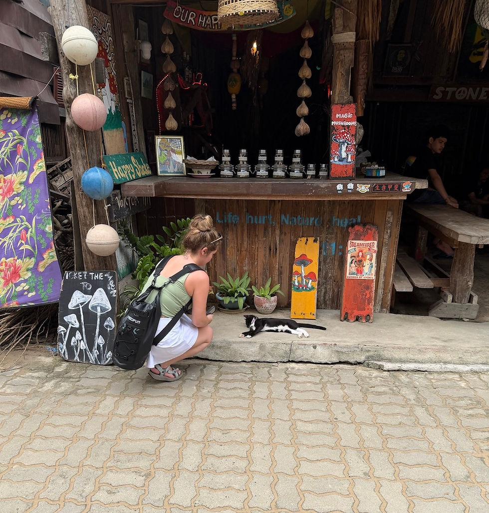 Tuxedo cat in Railay Krabi, Thailand walking strip
