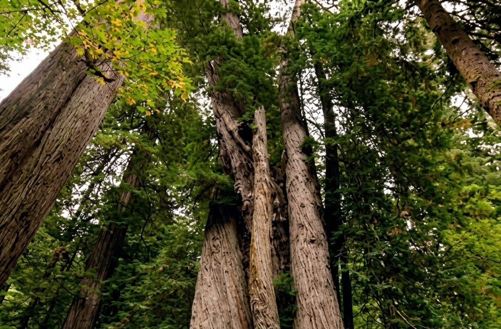 Upward view of giant, thick-trunked redwood trees surrounded by dense foliage in a rainforest setting.