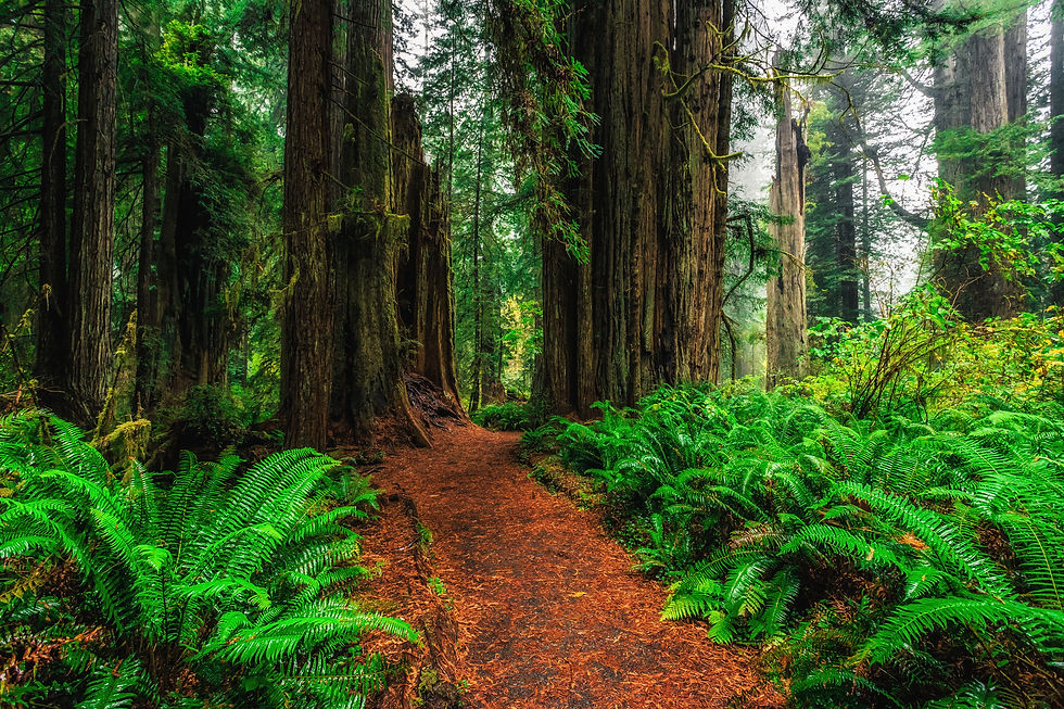 Pine needle dirt trail curving through giant sequoia trunks surrounded by vibrant green ferns