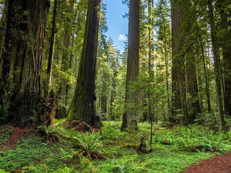 Best Time to Visit Redwood National Park: A Complete Seasonal Guide
