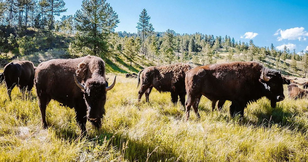 Herd of American bison grazing in a grassy meadow surrounded by pine forest in Custer State Park, South Dakota