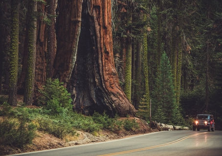 Sequoia Kings Canyon Hikes: Walk Among the Largest Living Things on Earth