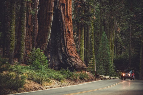 Sequoia Kings Canyon Hikes: Walk Among the Largest Living Things on Earth