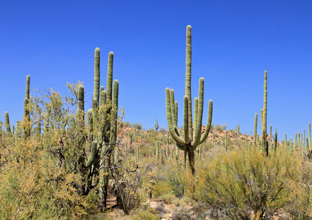 Saguaro National Park Hikes: Discover the Desert One Trail at a Time