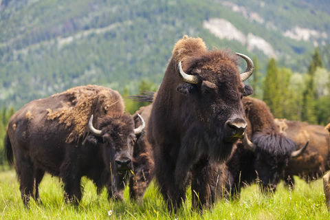 A small herd of American bison grazing in a lush green field in Theodore Roosevelt National Park