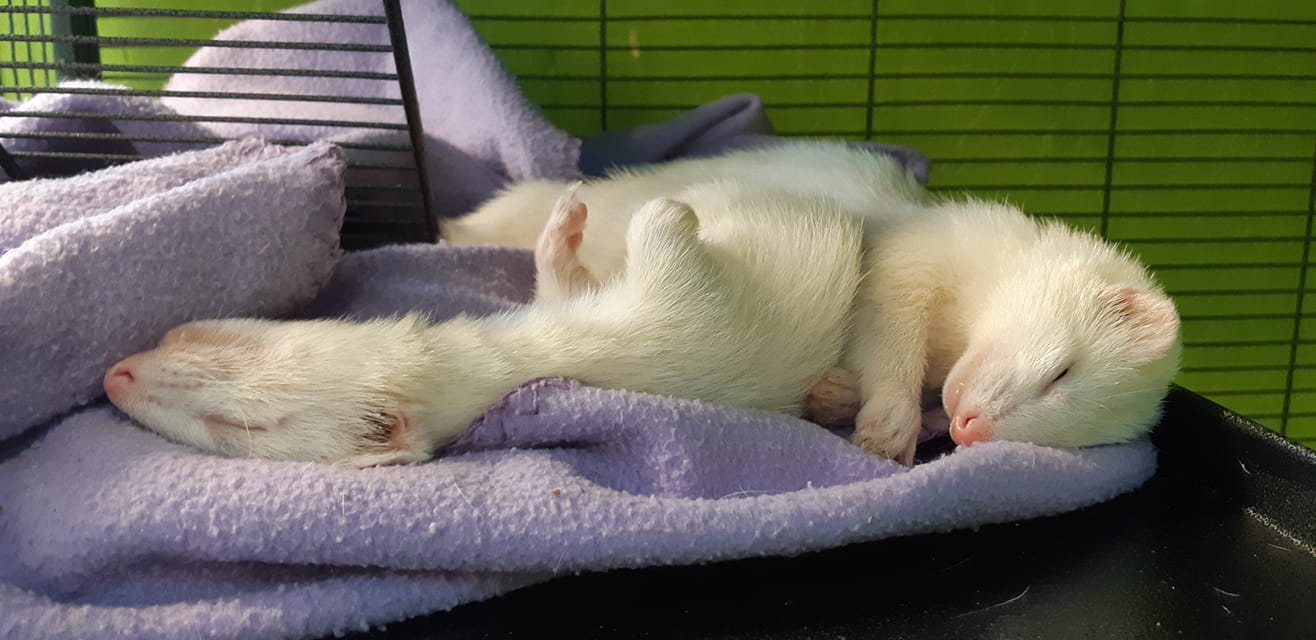 Small Animal Boarding Pets Fayre Southborough