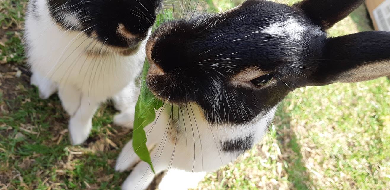 Small Animal Boarding Pets Fayre Southborough