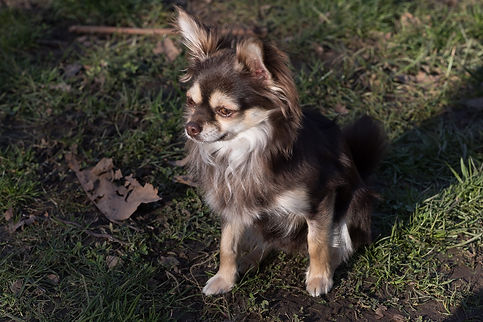 Elevage 3 Land/Elevage Chihuahua/Alsace/France/Vente chiots Chihuahua