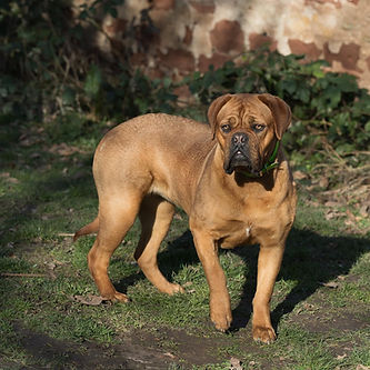 Elevage des 3 Land/Elevage de Dogue de Bordeaux/Alsace/France/vente chiots Dogue de Bordeaux en Alsace