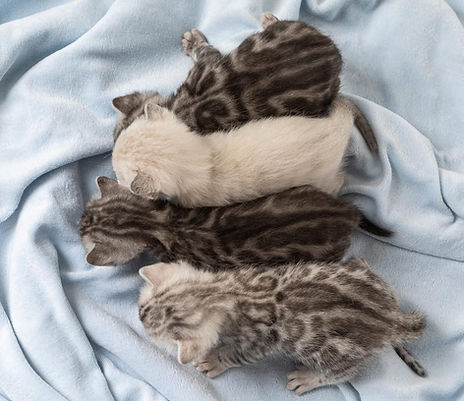 WhatsApp Image 2025-06-07 at 16.08.38 (1).jpeg