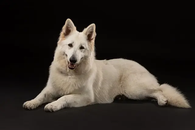 Elevage des 3 Land/Elevage de Berger Blanc Suisse/Vente chiots Berger blanc Suisse/France/Alsace