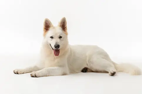 Elevage des 3 Land/Elevage de Berger Blanc Suisse/Vente chiots Berger blanc Suisse/France/Alsace