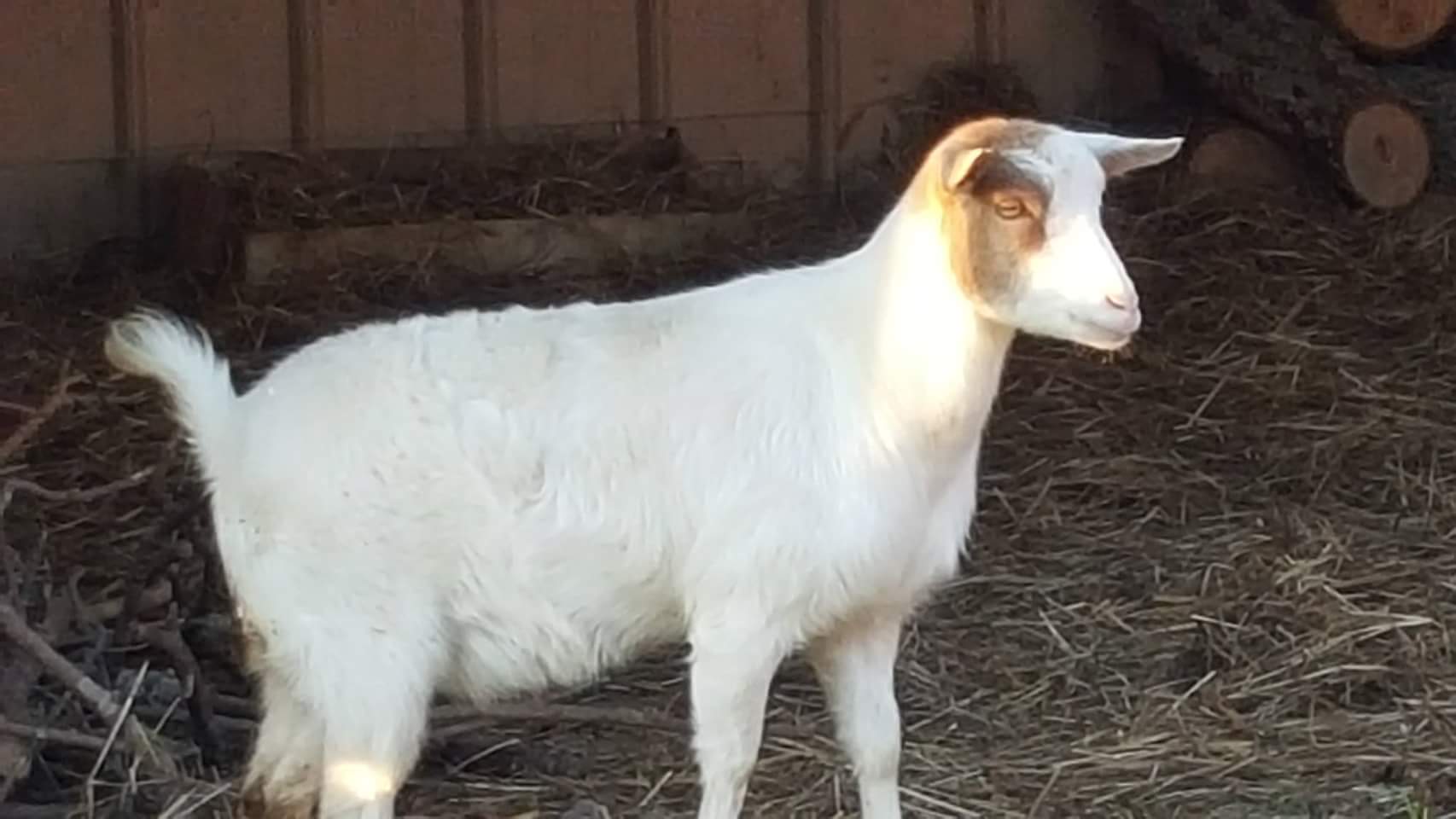 Myotonic GoatScottish Highland CattleShelbyville