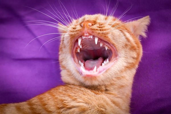 A los gatos se le caen los dientes?