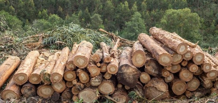 Materia prima para la biomasa
