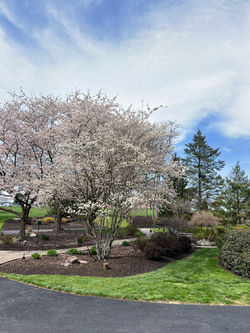 Mulching Hummelstown pa