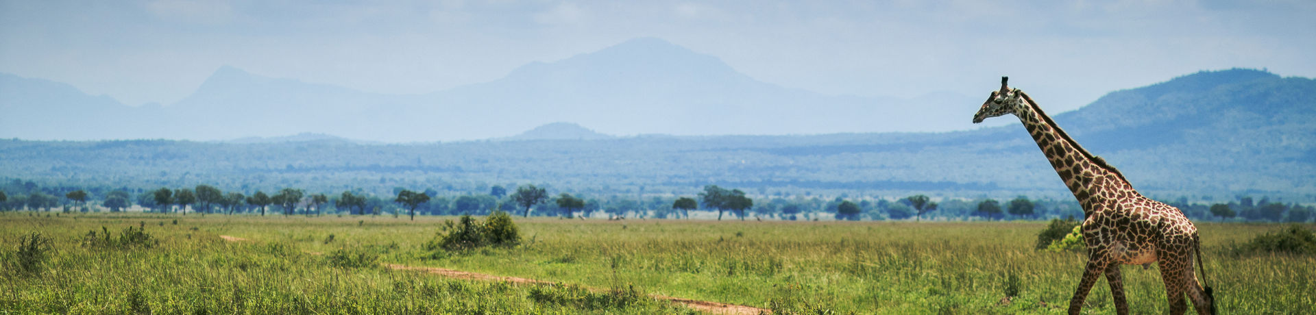 Mikumi Safari Lodge_Mikumi National Park