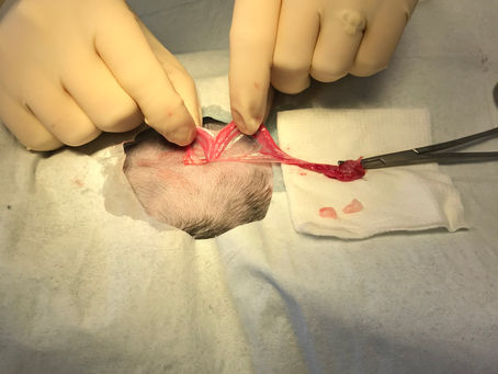 Spays and Neuters for Days - Part 2: The Surgical Process