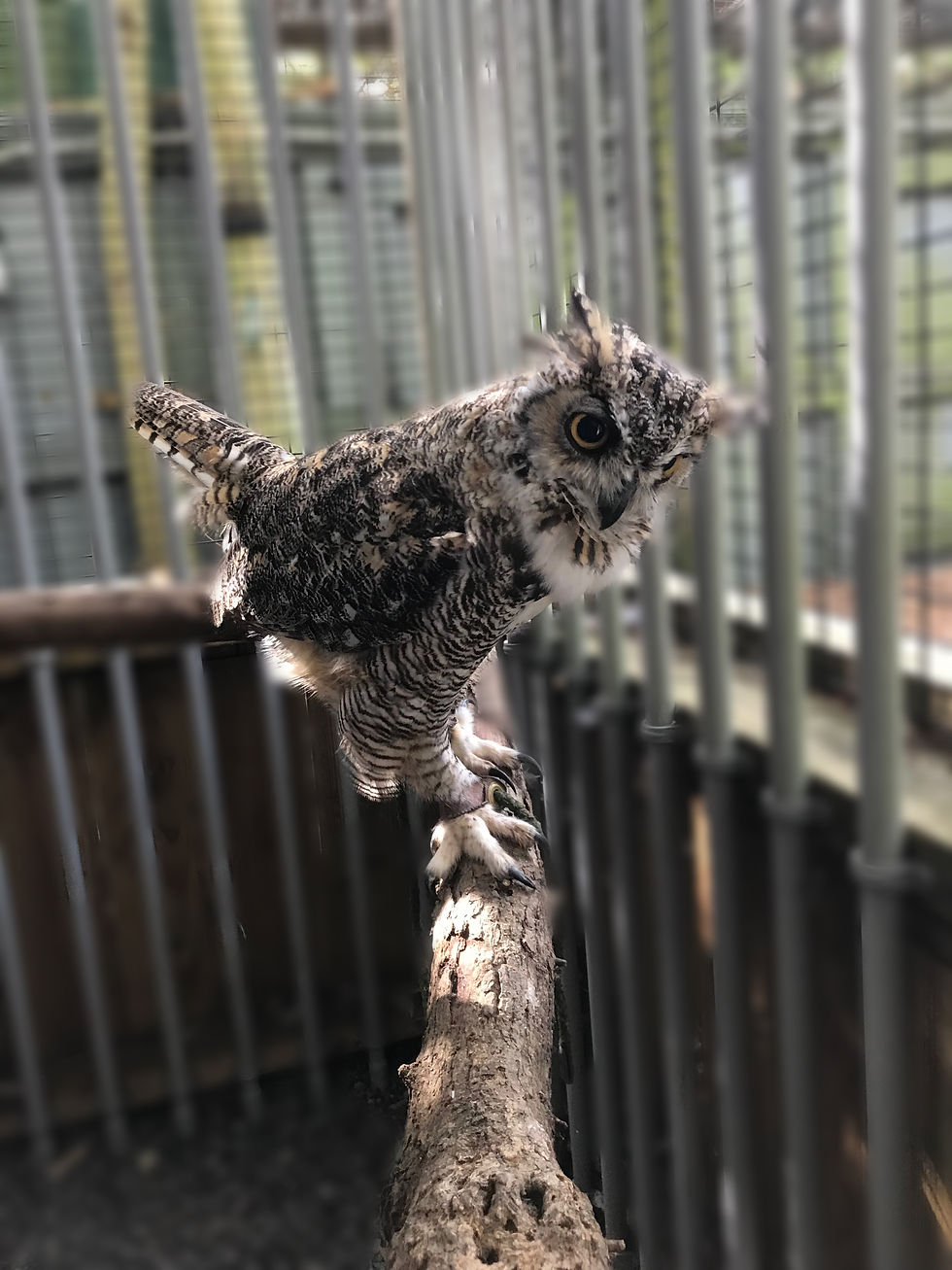 Hooter