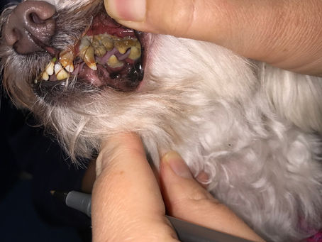 Cats and Dogs with the Mouth of a Sailor