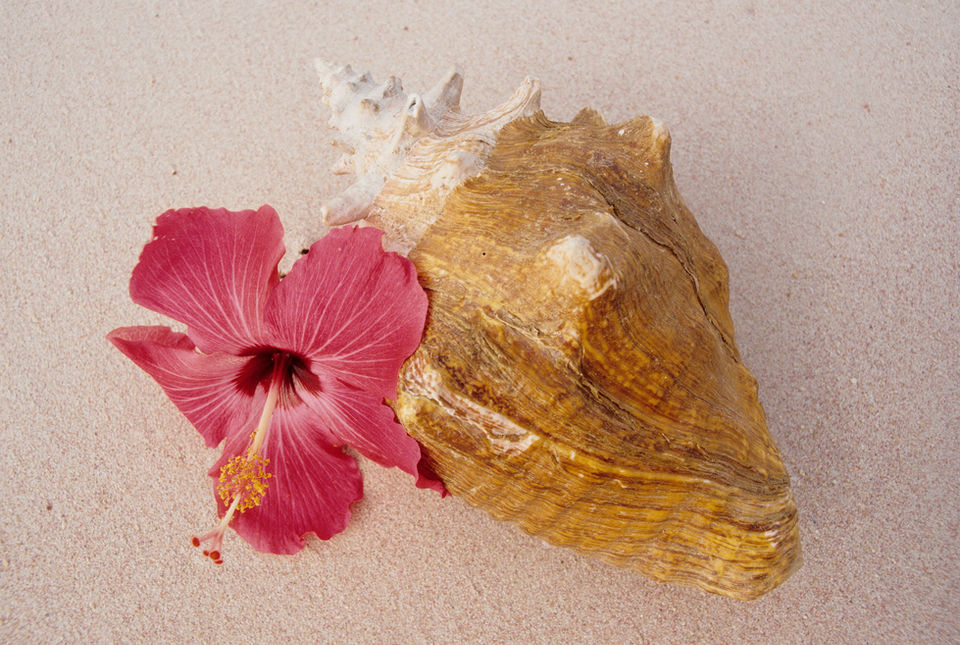 Caribbean Wall Art and Fine Art Images For Sale.